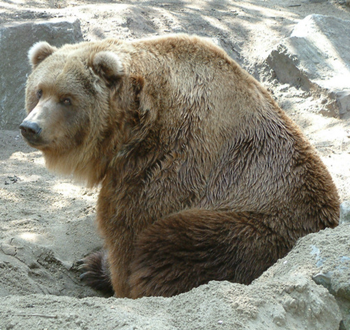 Bart the Bear